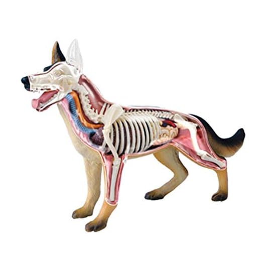 JL Organo de biología Animal Visión 4D Modelo de anatomía del Perro Lobo 29 Parte Desmontable Juguetes Modelo de enseñanza Asamblea de Rompecabezas