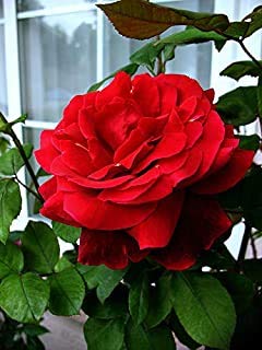 Delorea Flower Zone Rare Grafted Dark Red Climbing Rose perinnial Flower 2 Healthy Live Plant (B093Y5QJLQ) Amazon Price History, Amazon Price Tracker