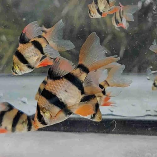 Longfin Tiger Barbs (Pack of 6) Live Fish for Aquarium. (Puntigrus tetrazona) Active, Colorful, and...