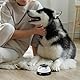 TOYANDONA Haustier Trainingsglocken Hund Türklingel Hundeglocken Pressglocke Interaktive Spielzeug für Potty Katzentraining Töpfchentraining IQ Training Kommunikationsgerät