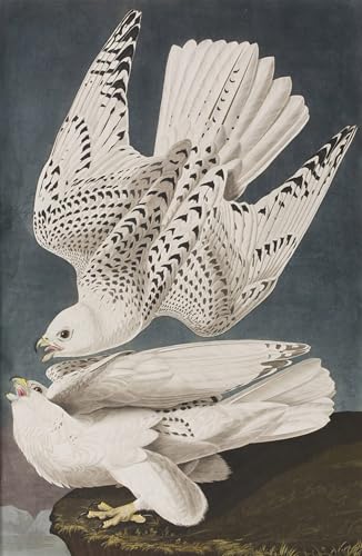 Peinture Pour la Décoration de la Chambre Toile Oiseaux d'Amérique Moderne 60x90