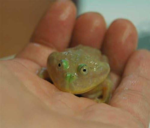 Amazon マルメタピオカガエル バジェットガエル 生体 オリジナル 生き物 通販