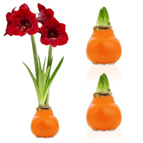 Amaryllis in Wachs Orange (2 Zwiebeln) - Wax Amaryllis Blumenzwiebeln Großformat 26/28 - Echte Pflanzen aus Holland - Hippeastrum (keine Samen, nicht künstlich)