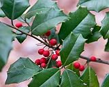 American Holly (Ilex opaca Southern), 30 Seeds