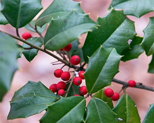 American Holly (Ilex Opaca Southern), 30 Seeds #TOP19