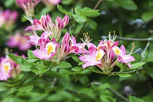 Rhododendron luteum 'Soir de Paris' 40–50 cm – Winterhart, Mehrjährig, Pflegeleicht – Azalee – Zierstrauch für Garten & Beet