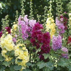 Golden Hills Farm Hollyhock DOUBLE DWARF Mix flower 100-305 seeds (B0BQRJVK6D) Amazon Price History, Amazon Price Tracker