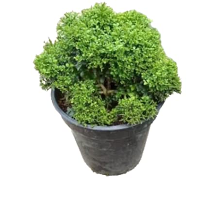 AKIBUKI MURRAYA PANICULATA/TABLE TOP KAMINI DWARF - (7 INCH APPROX)