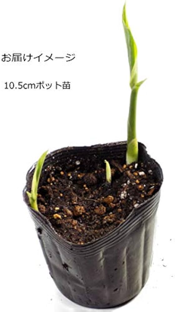 Amazon.co.jp: みょうが 10.5cmポット苗 茗荷 ミョウガ : DIY・工具