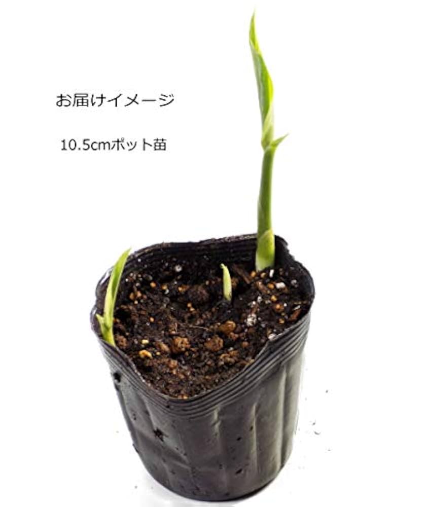 ポリポット植えミョウガ苗 みょうが 3.5号ポット苗 健康山菜 : 苗木部 花ひろばオンライン