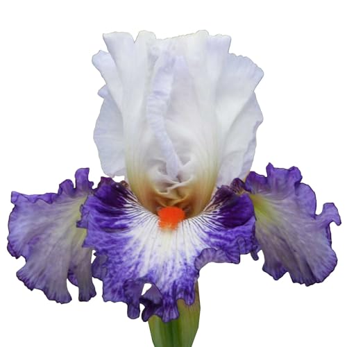 Gypsy Lord Tall Bearded Iris Plant Potted, Large Purple and White Flowers, Stargazer Perennials