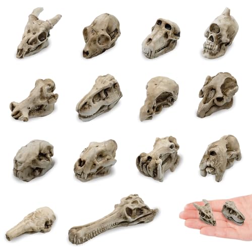 Bbiamsleep Mini-Tierschädel aus Kunstharz, 3,8 cm, Miniatur-Tierschädel für Halloween, Weihnachten, Mikro-Landschaftsdekoration, 14 Stück Bbiamsleep Mini-Tierschädel aus Kunstharz, 3,8 cm, Miniatur-Tierschädel für Halloween, Weihnachten, Mikro-Landschaftsdekoration, 14 Stück