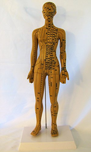 Human Female Acupuncture Anatomical Model with Acupuncture Points, Bronze Color, Height 18 Inch - Thumbnail 3