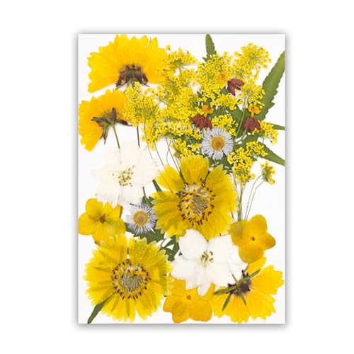 Set artesanal de flores secas prensadas para decoración miniatura 1