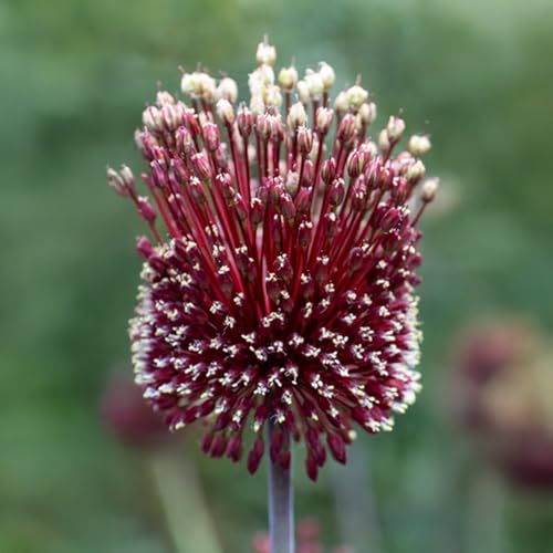 Bulbi di ALLIUM | AGLI ORNAMENTALI | Bulbi provenienti dai migliori produttori Olandesi | Esclusiva selezione e controllo qualità | Fioritura garantita dal primo anno. (2 Allium RED MOHICAN)