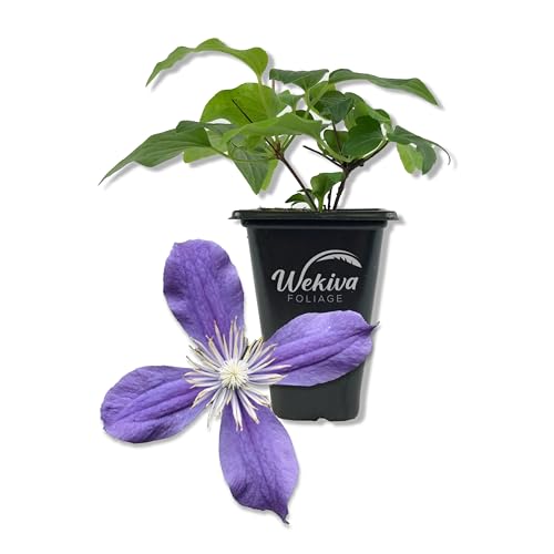 Wekiva Foliage Clematis Arabella Starter Plant