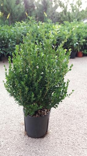 PIANTA DI BUXUS BOSSO FAULKNER VASO CM 24 ALTEZZA 40/50 CM (foto reale) siepe
