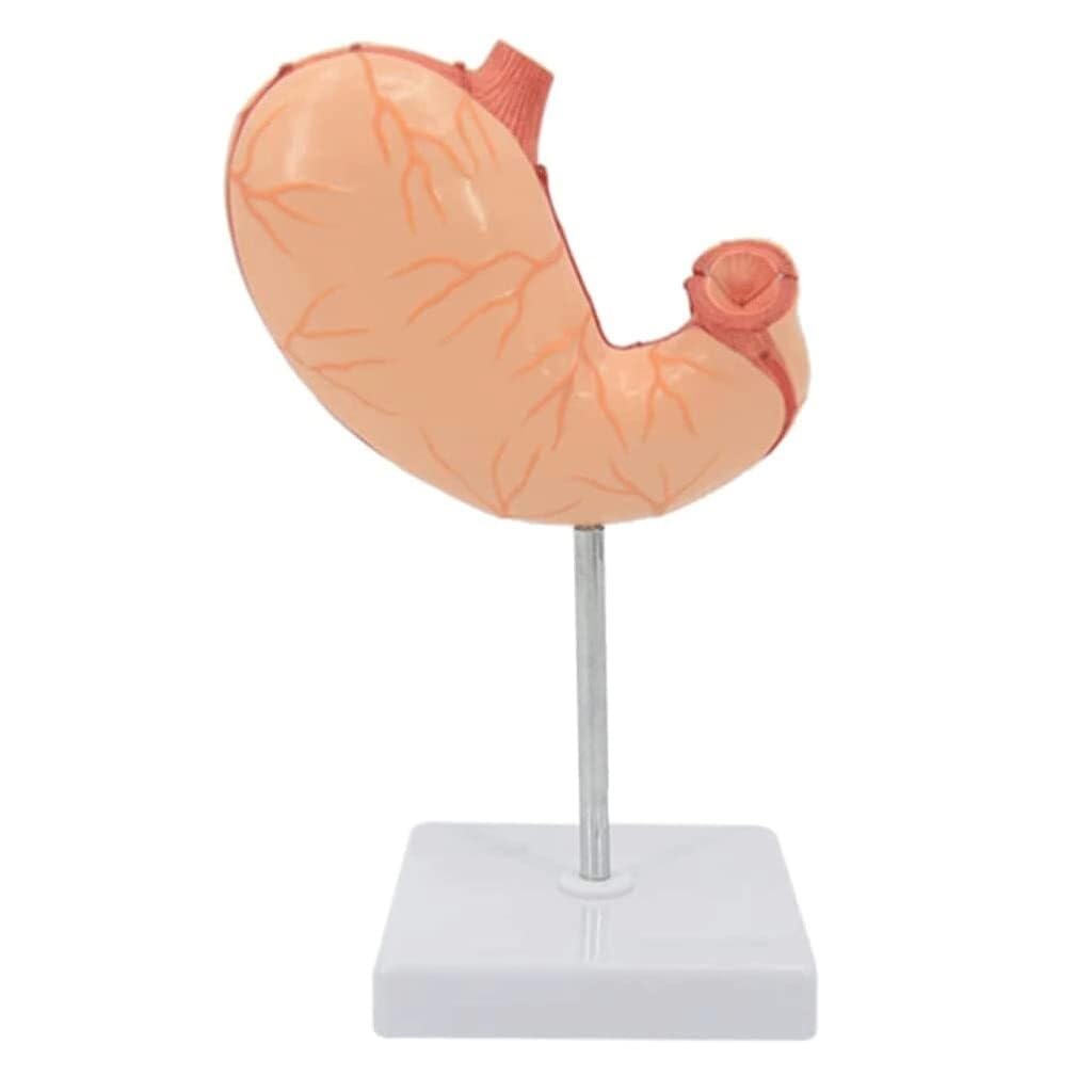 XINGLUOY Human Skeleton Anatomy Model 1:1 Stomach Doctor's Office Teaching Tool Organ