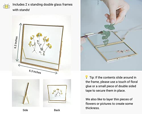 Beedecor Double Glass Frame For Pressed Flowers, Leaf And Artwork - Gold 6X6 Standing Square Metal Picture Frames, Tabletop Clear Floating Pressed Glass Frame, Home Decor Photo Display, Set Of 2 Pressed Flower Frames With Stand (Gold, 6X6) #TOP2