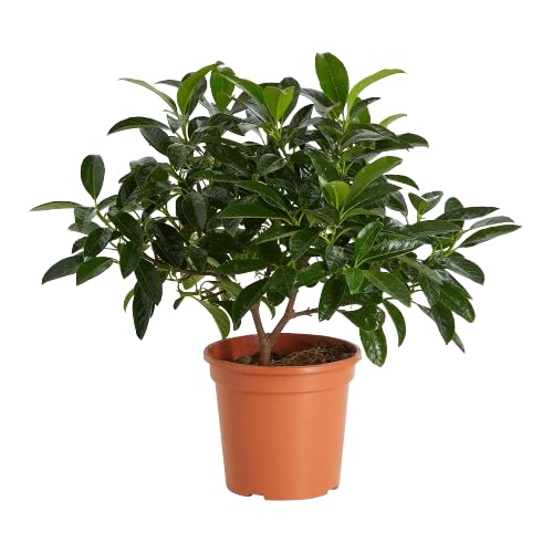 Viburnum Natural Árbol de Exterior Resistente y Ornamental - Planta Arbustiva