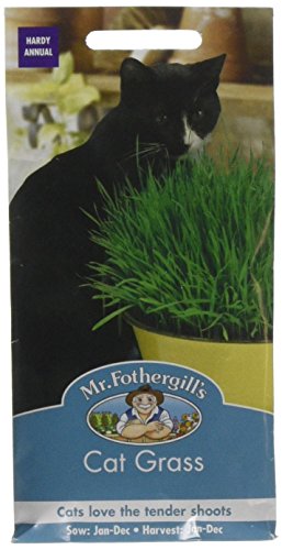Mr Fothergill's CAT Grass Avena Sativa