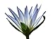 25 Seeds Aquatic Lotus (Mixed Colors) Water Lily Flower