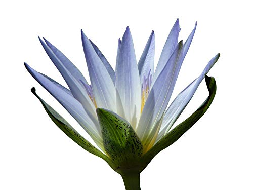 (Tropische Seerosen-Mix) 25 Samen (Für Teich und Aquarium)