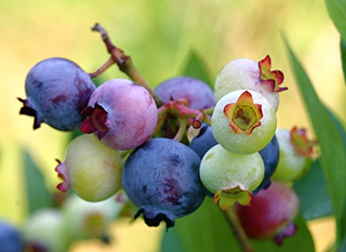 Southern Blueberry 50 Seeds - Blueberries Organic Seeds For Planting, Blueberries Fresh Fruit Seeds, Non Gmo Berry Seeds, Dwarf Blueberry Bush Seeds For Planting Indoors #TOP1
