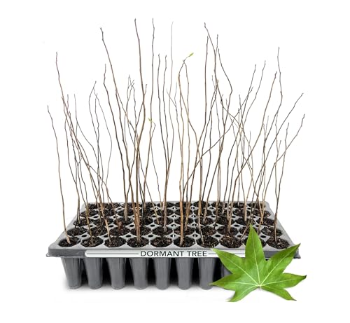 Sweetgum Tree | 3 Live Plants | Liquidambar Styraciflua |