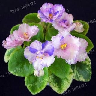 200pcs Mixed Color Mini Violet Plantas,African Violet Seed,Mini Garden Plants Violet Flowers Perennial Herb Matthiola Incana - (Color: Clear)
