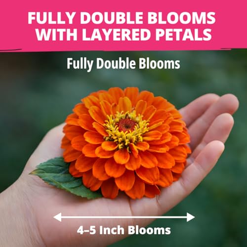 Image of HOME GROWN Zinnia Dahlia Seeds Pack for 2026 Non GMO 524 Flower Seeds | Vibrant Zinnia Elegans for Pollinator Gardens, Borders & Containers | Easy-to-Grow Outdoor Blooms