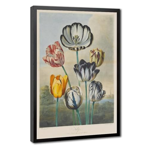 Tulipes de Robert Thornton Toile pour Rompre la Monotonie d'un Bureau 1807