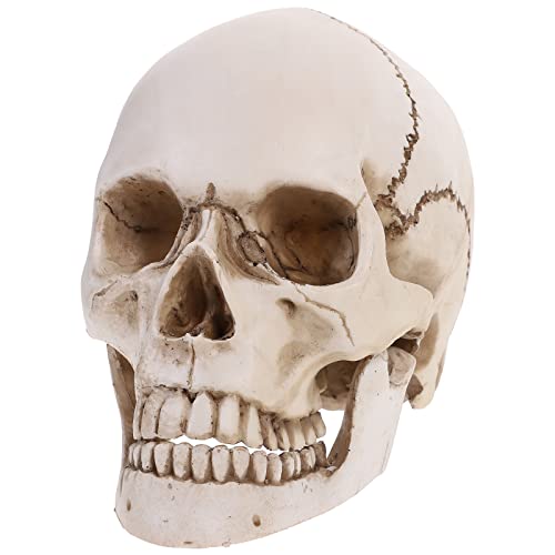 Happyyami Tamanho natural crânio humano modelo 1: 1 ornamento de crânio de resina crânio humano cabeça osso para o Halloween artesanato decoração esboços fornecimentos