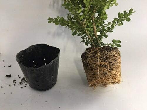 ボックスウッド 樹高0.3m前後 15cmポット 【 単 品 】 ぼっくすうっど 西洋ツゲ低めの洋風生垣 柘植 苗 植木 苗木 生垣 目隠し