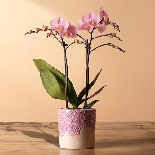 Image of Orchid Phalaenopsis Kolibri Flower Plant in Ceramic Pot - Moth Orchid Plants Live - Indoor Gift Plant for Valentine, Mother's Day, Birthday - Indoor Plants Real with Pots (Pink, 10cm Pot, 35-45cm)