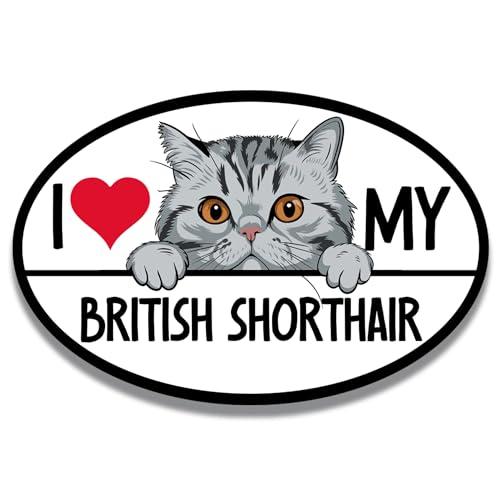 Magnet Me Up British Shorthair Cat Magnet 4x6 Inches