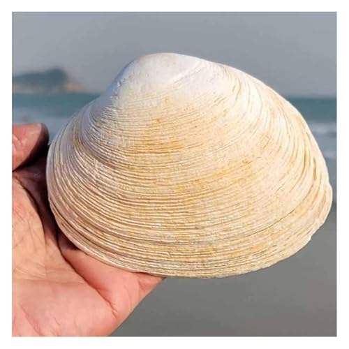 Coquillage de conque de 11 cm pour une décoration de table de mariage