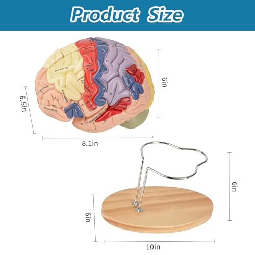 Image of Human Brain Model Anatomy, 2X Life Size Human Brain Anatomical Model for Neuroscience with 4 Color-Coded Detachable Brain Model for Neuroscience Psychology Science Research Medical Learning