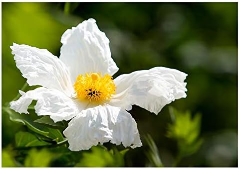 RP Seeds Romneya coulteri (California Tree Poppy) - 30 Seeds