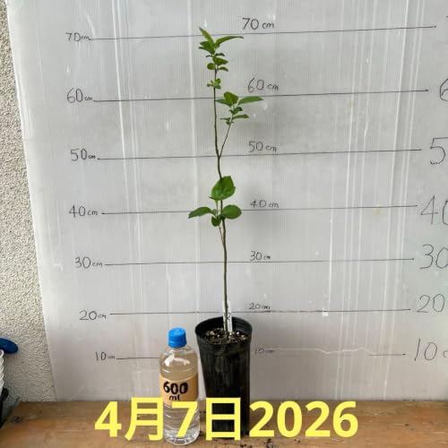 果樹苗 鉢植え リンゴ」の人気商品一覧・価格比較 - 価格.com