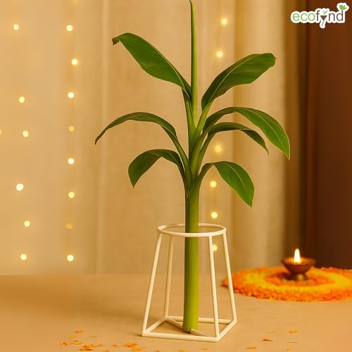 Image of ecofynd Metal White Banana Plant Stand, Pack of 2 Heavy Decorative Leaf Stand for Plant, Tree, Stem, Ideal for Home Festival Decor, Placing Puja, Religious & Other Ceremonies Use