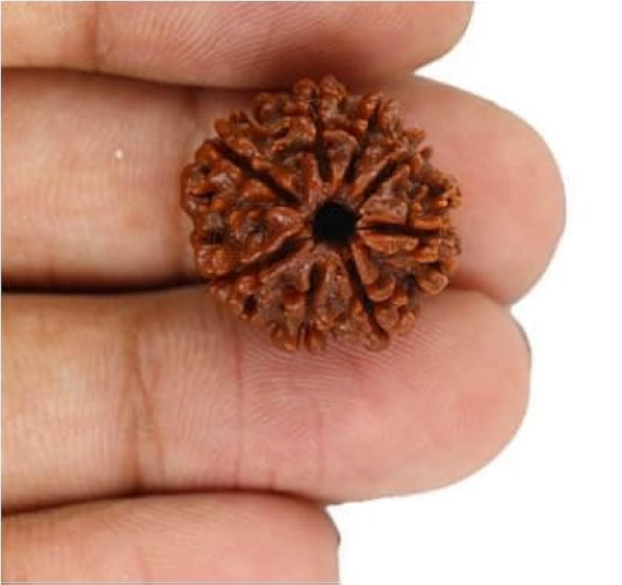 Genuine Aath Mukhi Rudraksha Nepali Beads, IGL Lab Certified