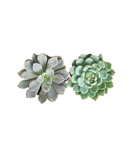Shop Succulents Rosette Succulent Plant Pack Collection, Live 4\" Succulent Plants, Low Maintenance, Floral Shaped Mix of Colors & Textures - Wedding and Party Favors, Gift & Garden, Pack of 2