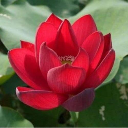 Image of Very Beautiful All Season Drop Blood Red Water Lotus(Pack Of-2) /Water Kamal /Water Lily Plant (TUBER) Original Hybrid Veriety Blloming With In 30 Days For Outdoor & Indoor Live Plant.