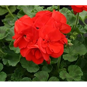 10 GERANI ZONALI – PIANTE VERE (colore rosso)FIORITE – PIANTE DI GRANDI DIMENSIONI