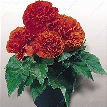 Seeds 120 Mixed Fine Pieces Begonia Rare Seeds Pink rieger Flowers in Bonsai Garden Courtyard Vase Balcony Plant Seeds Begonia Dry 12: Only Seeds