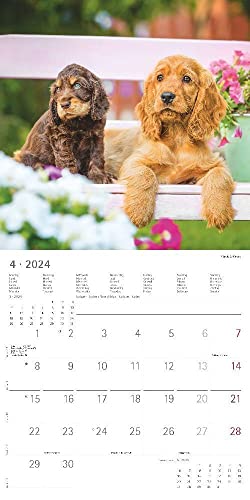Hunde 2024 - Broschürenkalender 30x30 cm (30x60 geöffnet) - Kalender mit Platz für Notizen - Dogs - Bildkalender - Wandkalender - Hundekalender