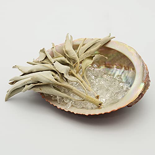 Xs`A򉻃Zbg AoVF zCgZ[W NX^ Zbg