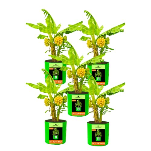 Image of Kingwell grow bags 24X24 inch pack of 5 For Terrace Garden Vegetable Plant Grow Bags Fruits Growing Containers For terrece Gardening