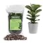 Fiddle Leaf Potting Soil Mix